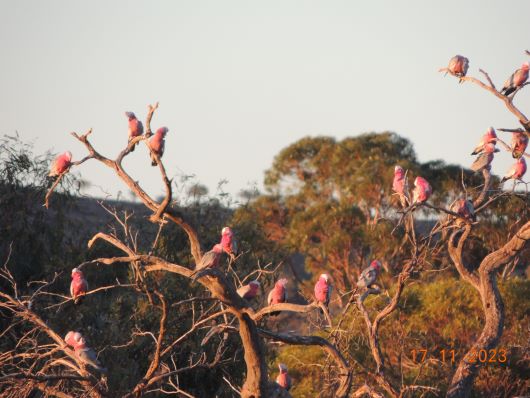 Pink Gallahs Campground